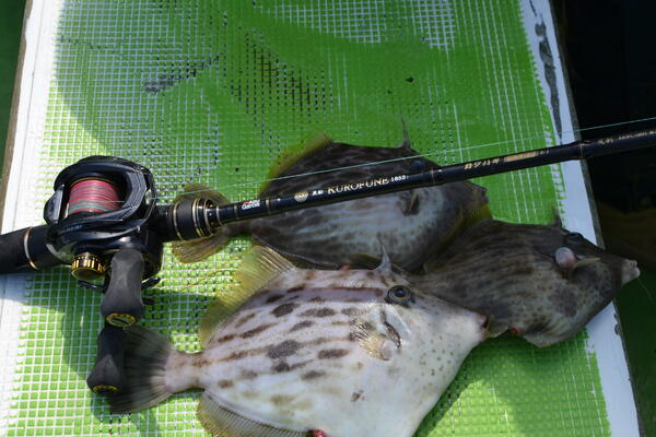 特価黒船KKWC-180H-カワハギ9:1ゴク先調子