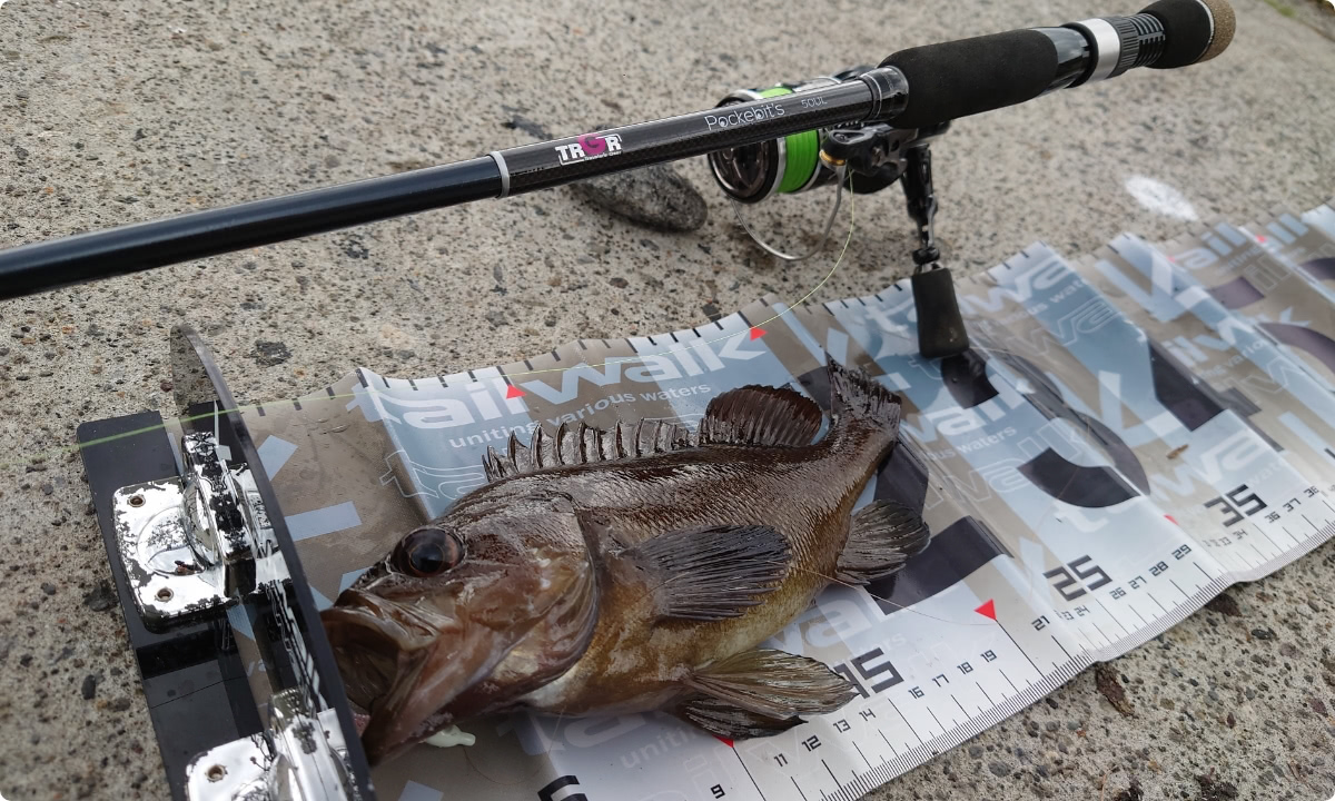 特価 トラギア TRGR ポケビッツ63L